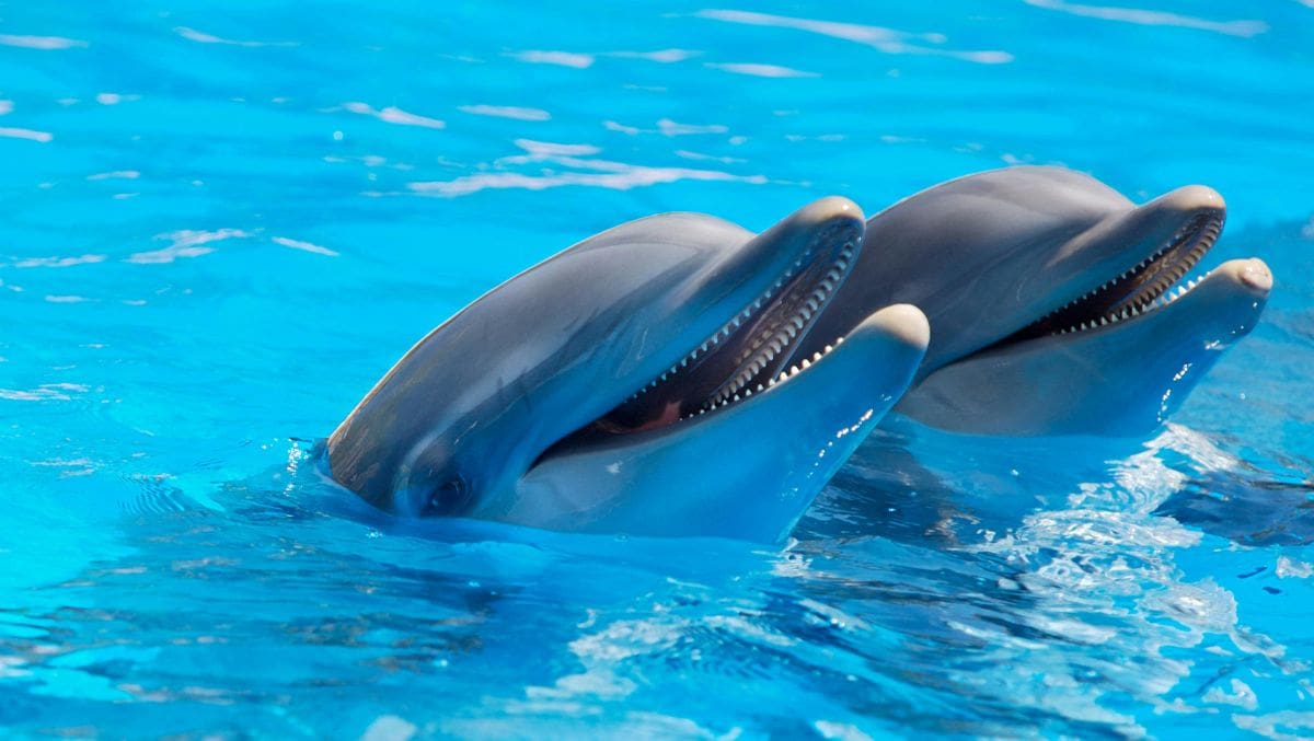 Los delfines también tienen nombres: así se comunican estos inteligentes mamíferos