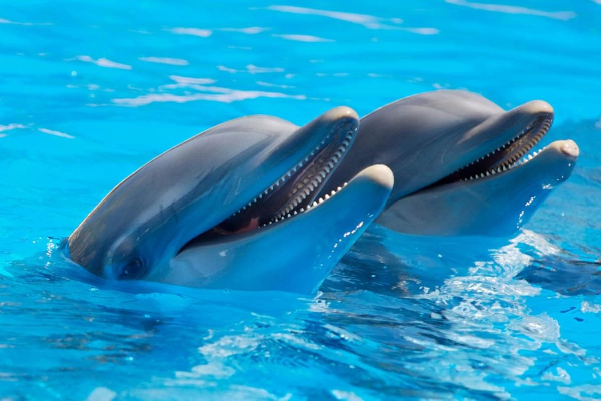 Delfinarios niegan violar reforma que prohíbe reproducción de cetáceos; México refuerza vigilancia a delfinarios tras prohibición de cría de mamíferos marinos