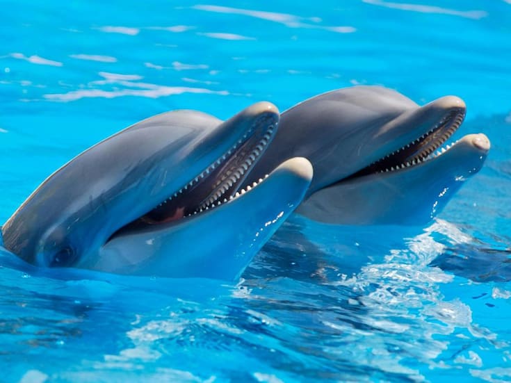 Delfinarios niegan violar reforma que prohíbe reproducción de cetáceos; México refuerza vigilancia a delfinarios tras prohibición de cría de mamíferos marinos