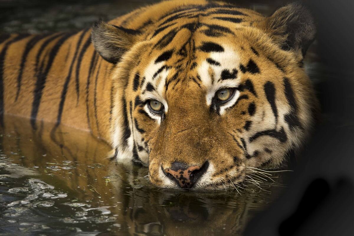Policía abate a tigre "comehombres" en India