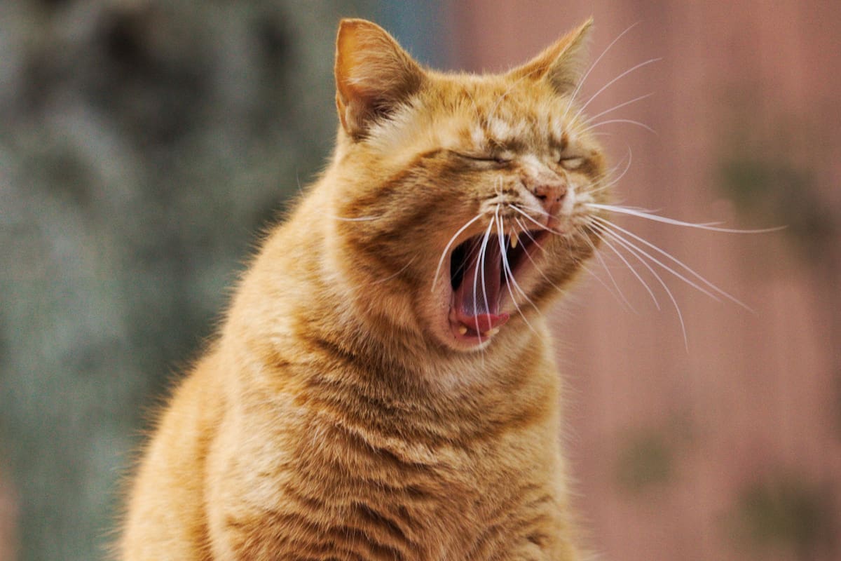 ¿Qué pasa si nunca bostezas? Lo que dice la ciencia