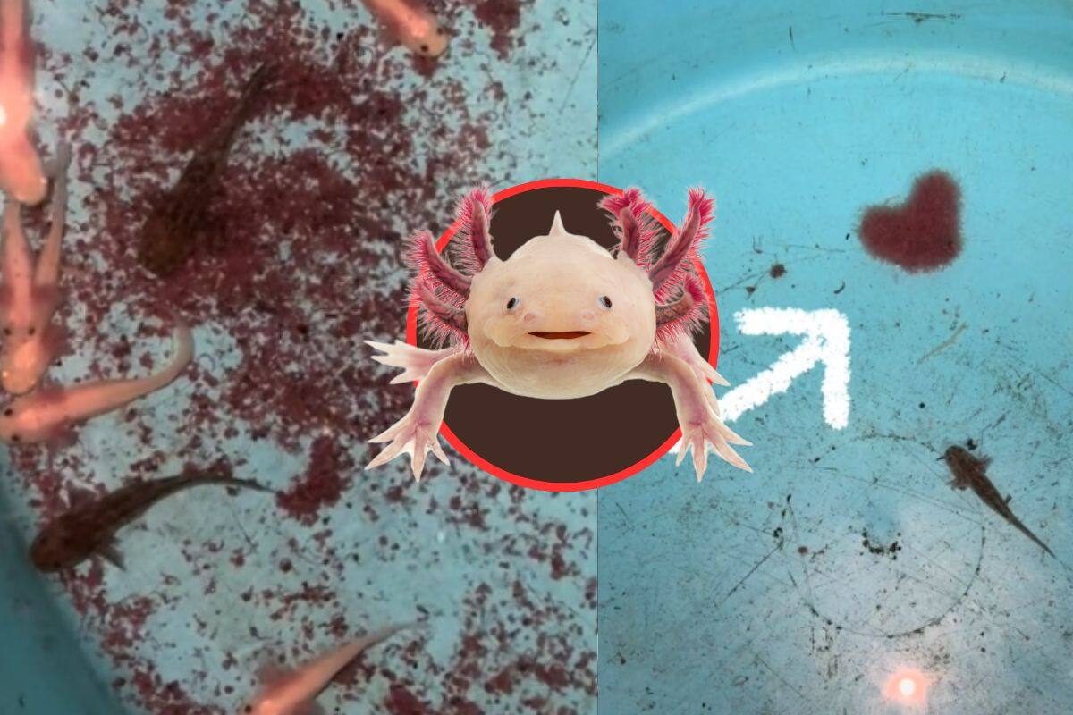 “No al recalentado”: Mujer muestra cómo los ajolotes son animales muy caprichosos