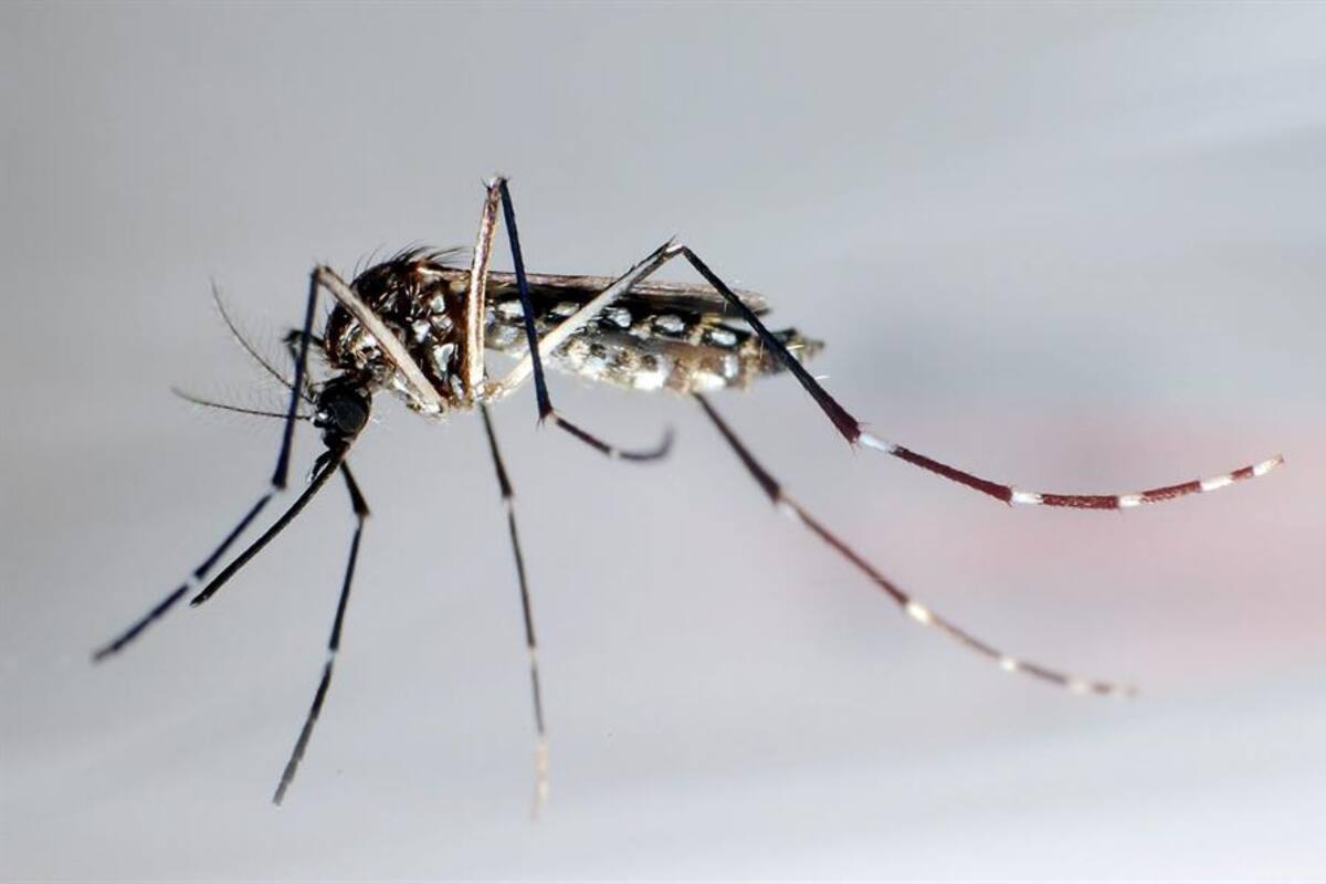 Aumentan a 21 los casos locales de dengue en los Cayos de Florida