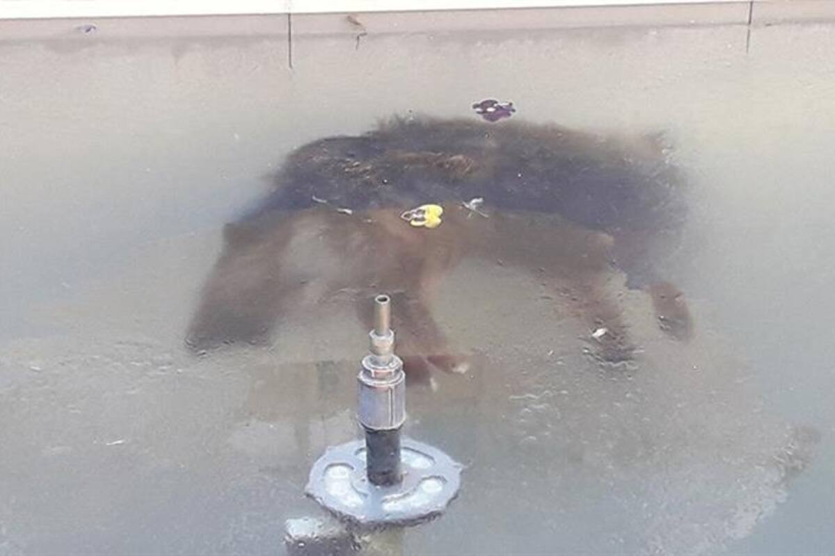 Impacta imagen de perro congelado en fuente en Bolivia