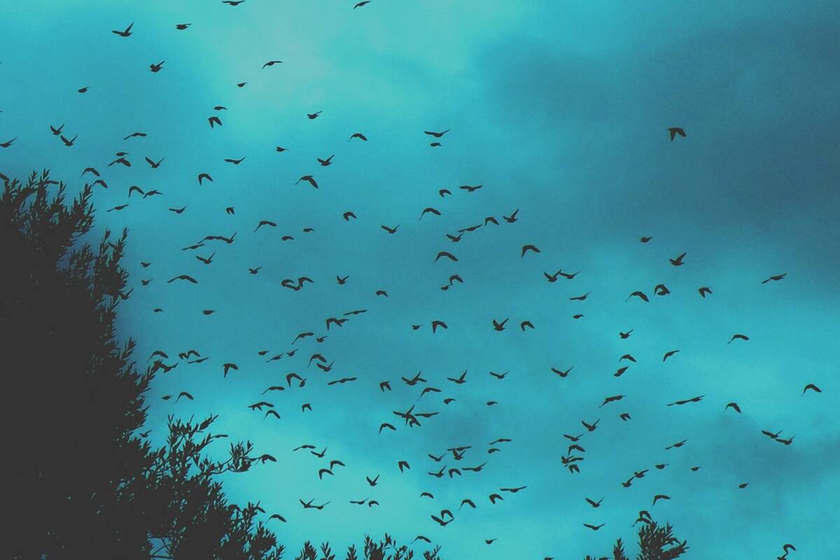 Una bandada de estorninos 'baila' en el cielo y se convierte en un pájaro enorme con las alas abiertas