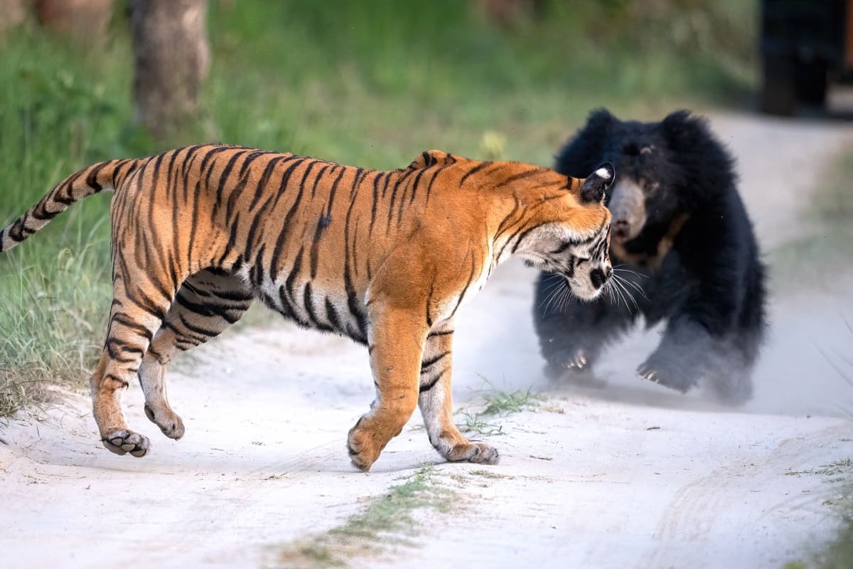 VIDEO: Tigre y oso se enfrentan en brutal momento captado en cámara