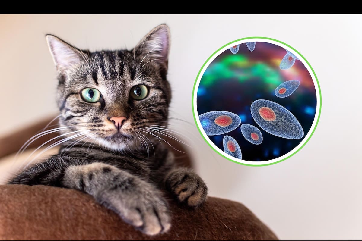 Gatos y esquizofrenia: el estudio que encendió la polémica