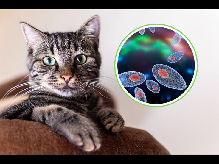 Gatos y esquizofrenia: el estudio que encendió la polémica