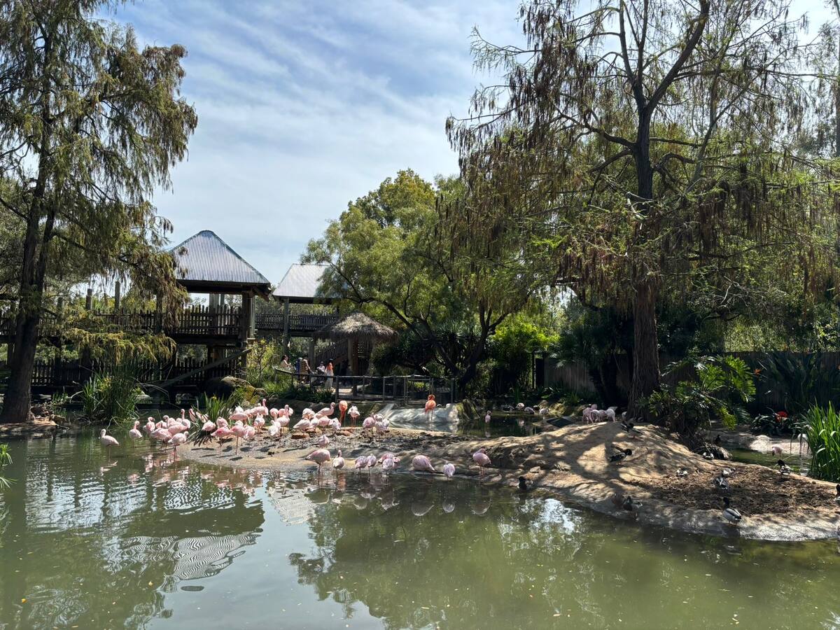 Un Safari en San Diego