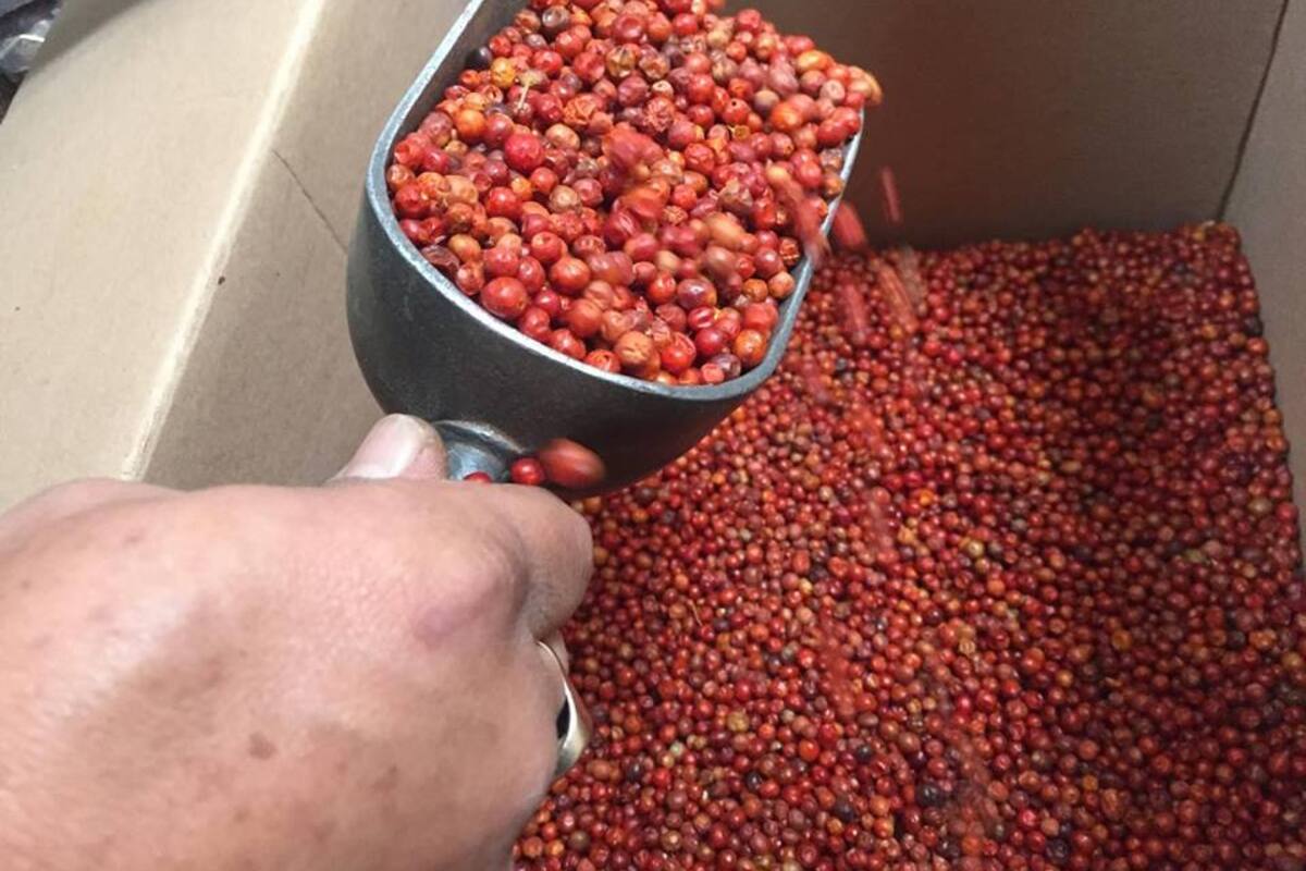 Lluvias encarecerán kilo de chiltepín