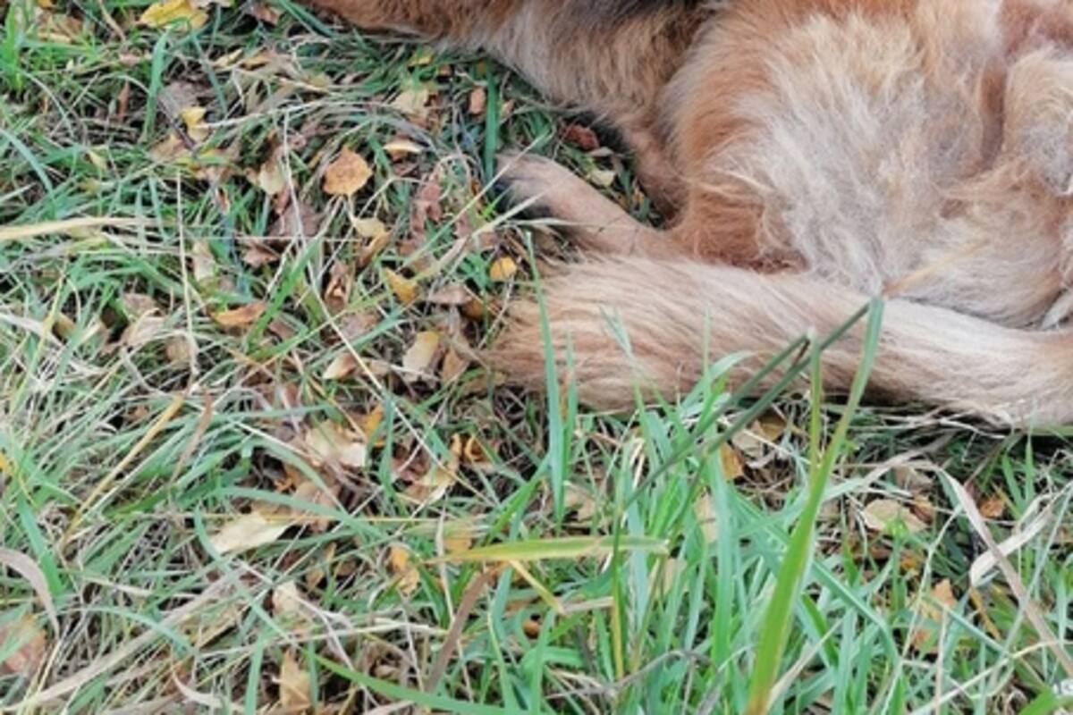 Perro sobrevivió tras ser sacrificado y escapa de su tumba