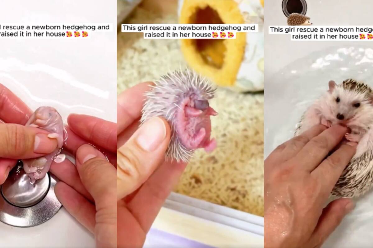 VIRAL: mujer conmueve a usuarios de redes sociales al rescatar y criar a un erizo recién nacido