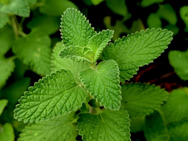 Menta: Descubre sus sorprendentes propiedades curativas y cómo aprovecharlas en casa