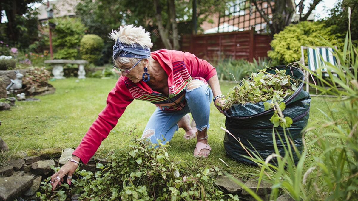 Senior woman gathering weeds and garden waste in her compost bag. She is cleaning weeds from her garden pond.