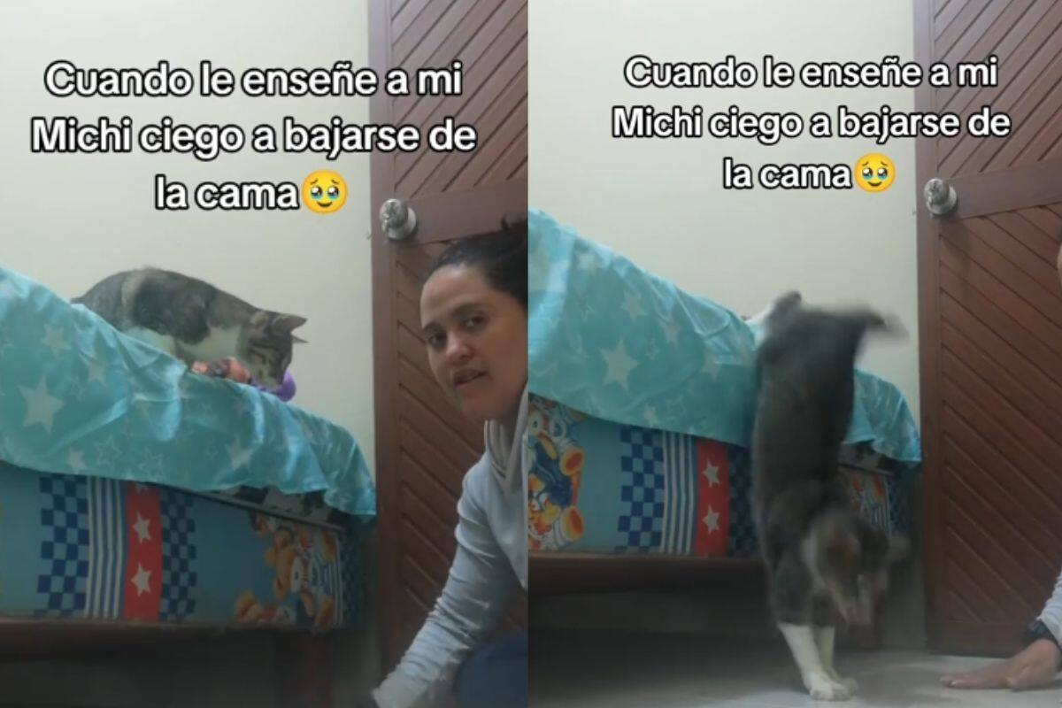 Mujer le enseña a bajar de la cama a un gato ciego