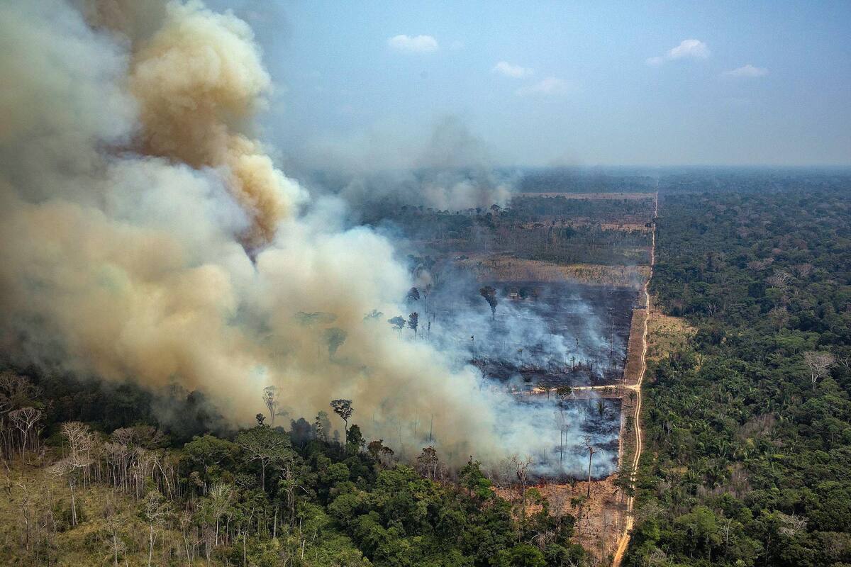 La recuperación de los bosques bolivianos puede tardar más de un siglo