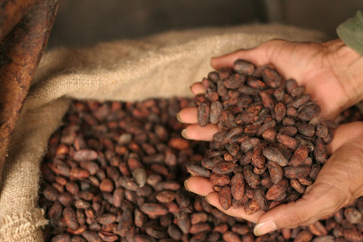 Conoce los usos del cacao que no son alimenticios