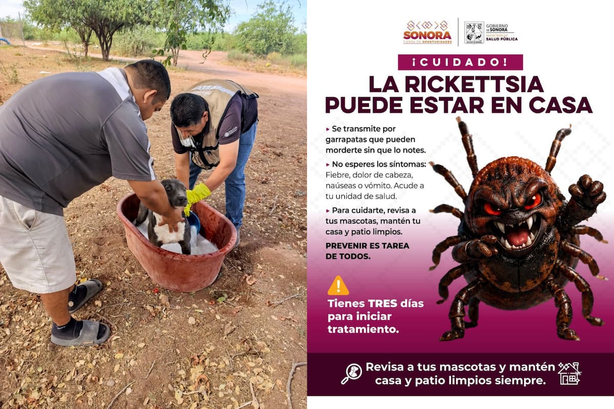 Vecinos denuncian plaga de garrapatas en la colonia Palo Fierro de Hermosillo por perros y gatos sueltos