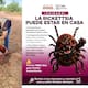 Vecinos denuncian plaga de garrapatas en la colonia Palo Fierro de Hermosillo por perros y gatos sueltos