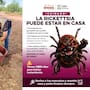 Vecinos denuncian plaga de garrapatas en la colonia Palo Fierro de Hermosillo por perros y gatos sueltos