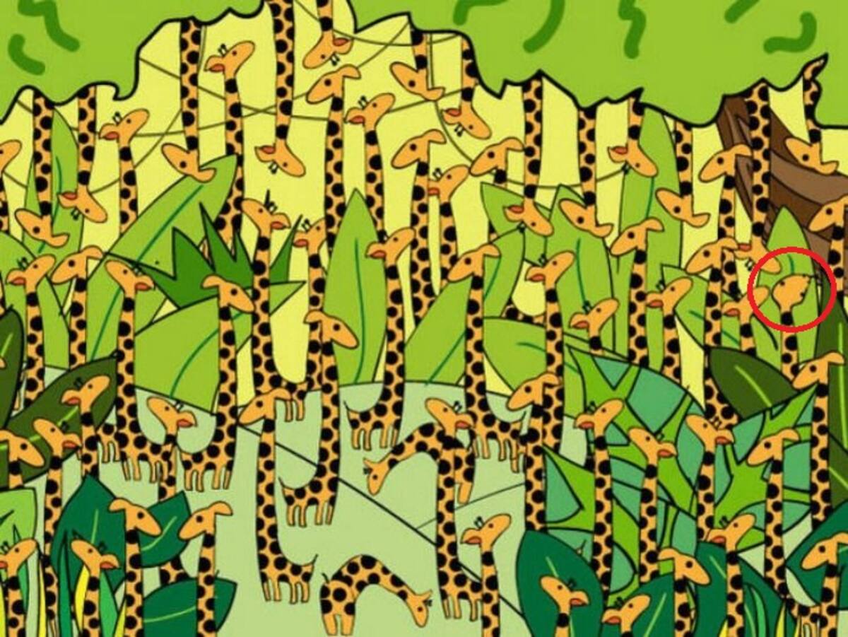 Acertijo visual: encuentra la serpiente entre las jirafas. Solución.