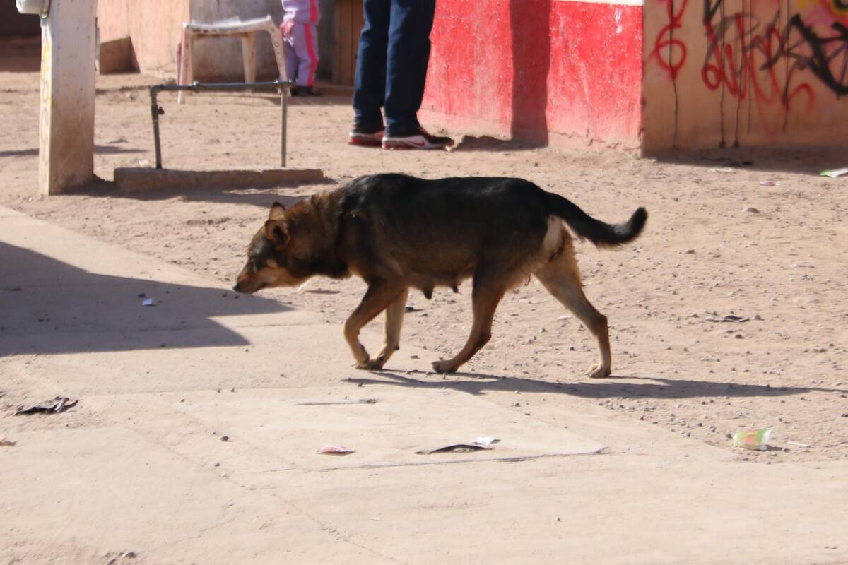 Estiman población de 1.6 millones de perros en Nogales