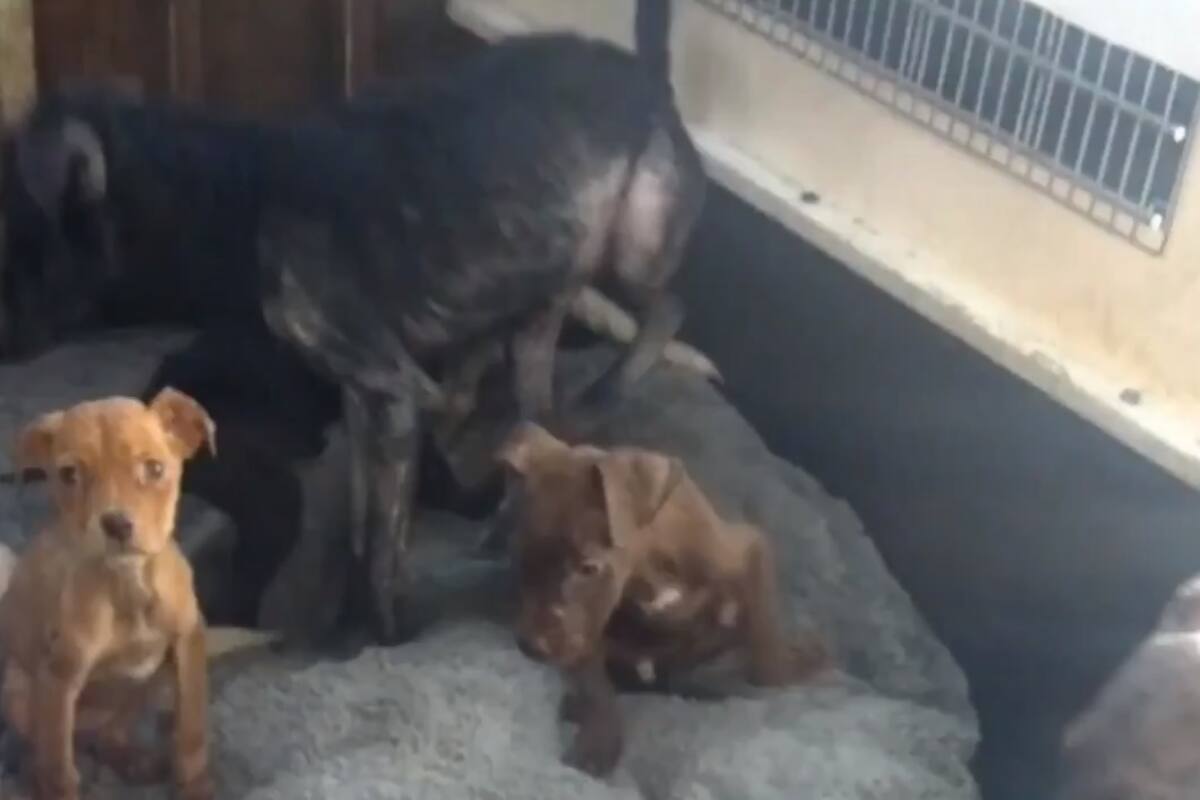 VIDEO: Captan a “defensora” de animales maltratando a perros