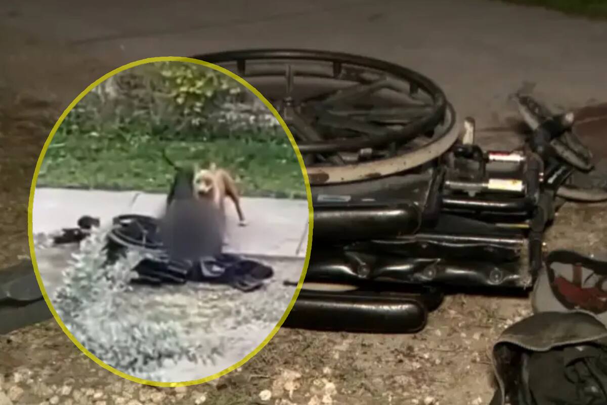 VIDEO: Hombre en silla de ruedas de Florida fue “despedazado” por un par de perros