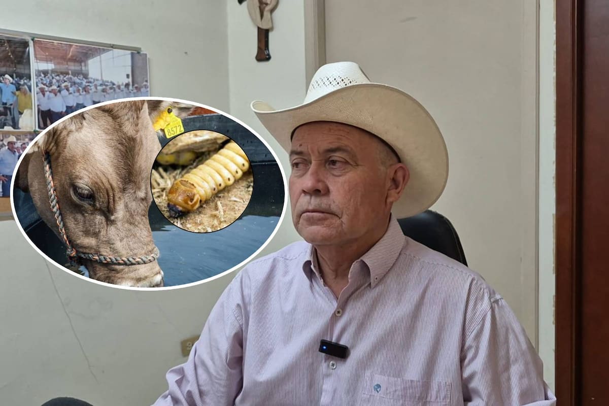 Preocupa a ganaderos del Valle del Yaqui avance del gusano barrenador