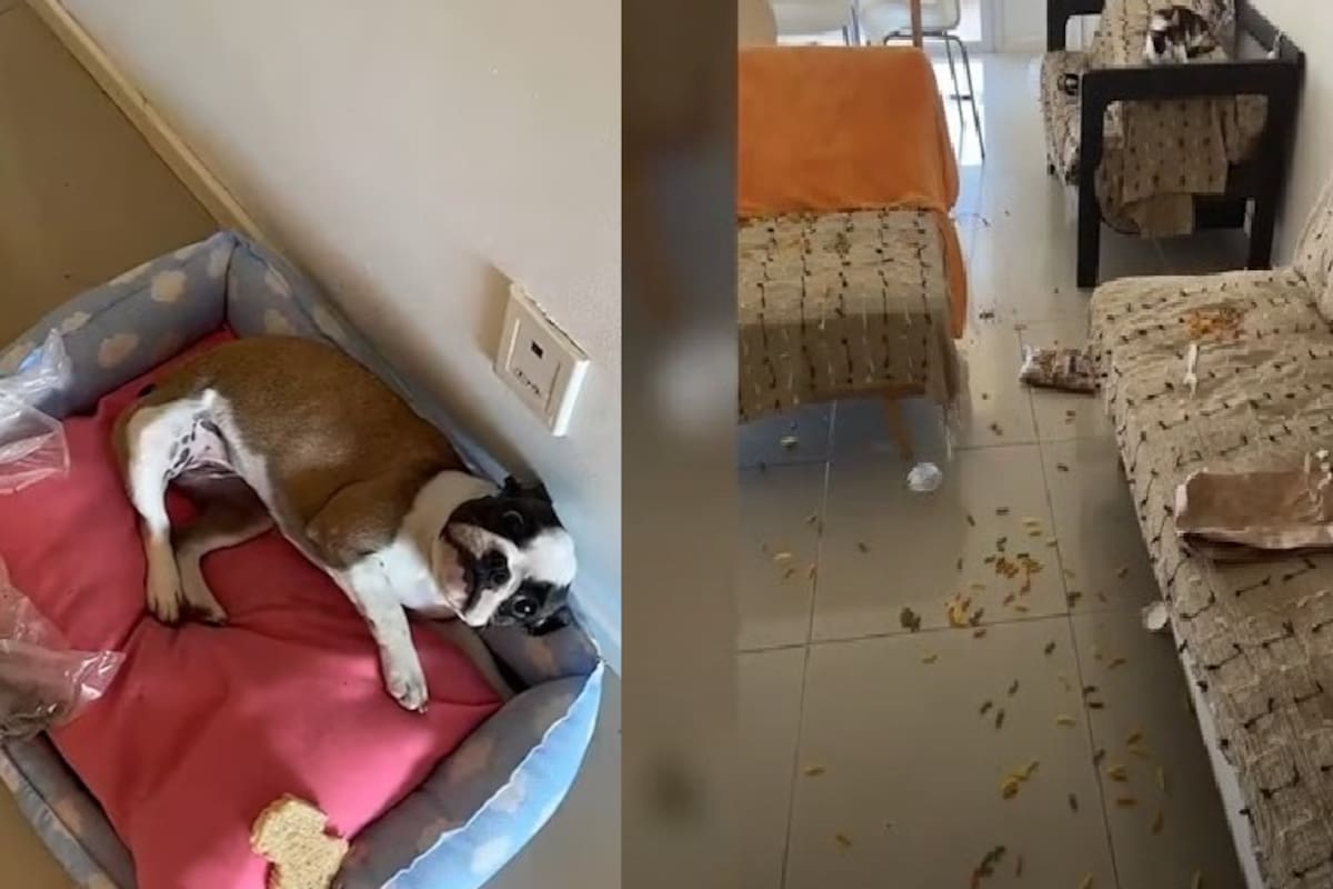 Mujer reacciona al desorden que hizo su perra y desata debate en redes: “La regalo”