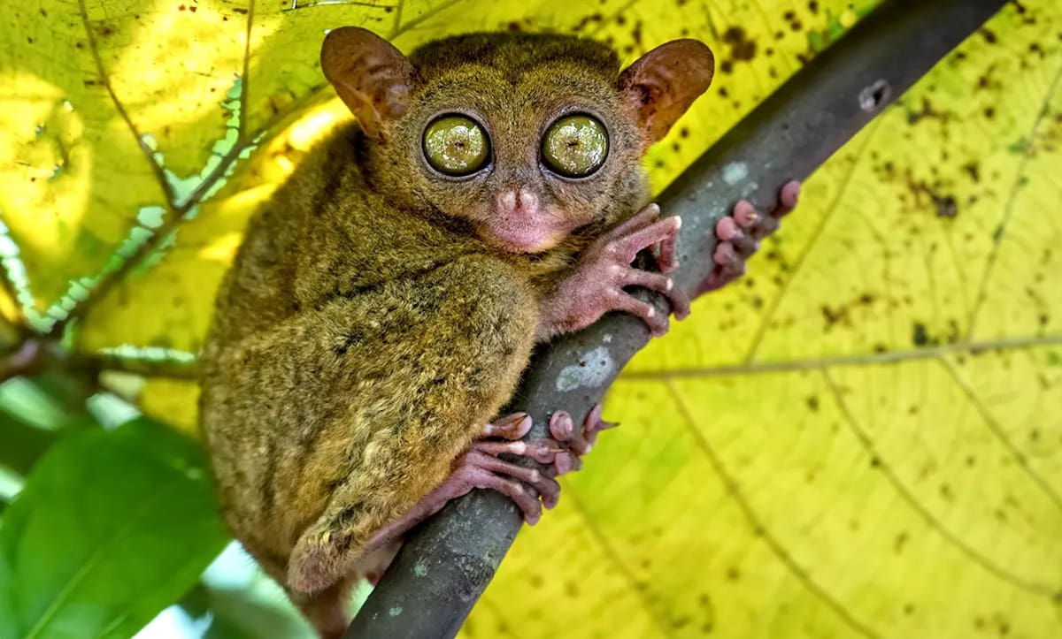 El Tarsero filipino, fuente de inspiración para crear al extraterrestre favorito de Disney; Stitch