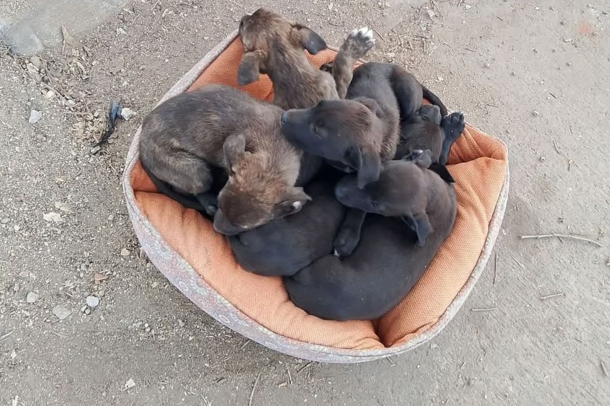 En diciembre hay más perros perdidos por explosión de pirotecnia