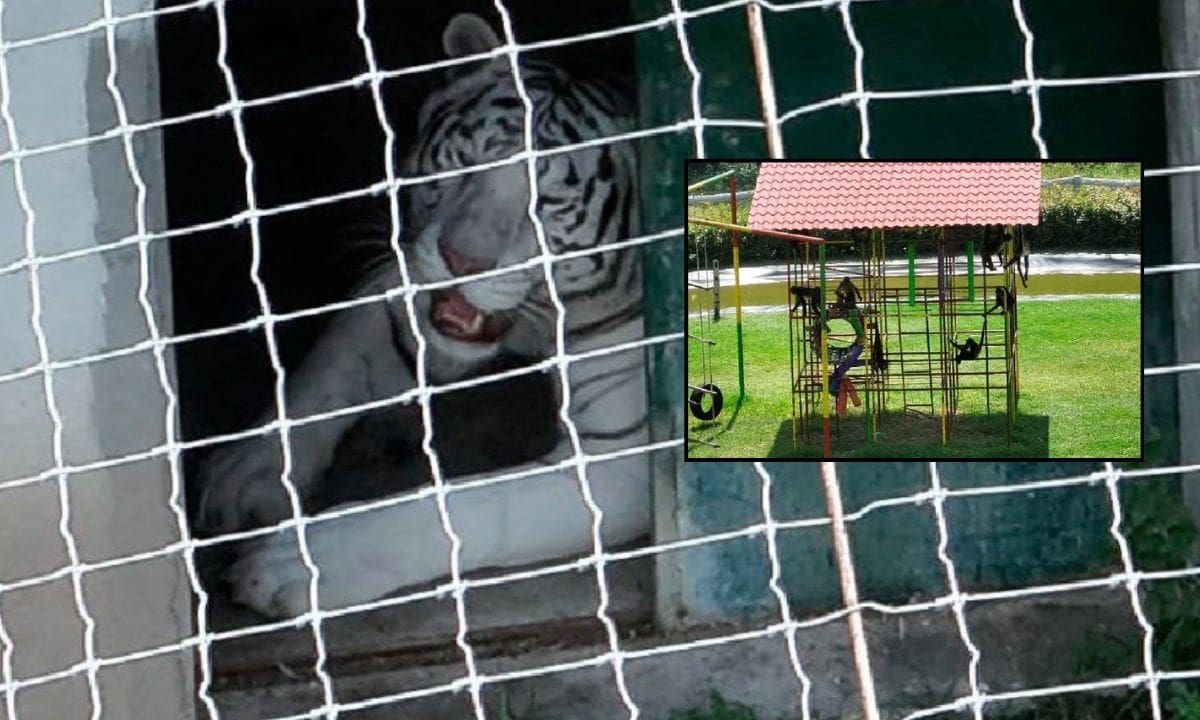 Fue en este último sitio donde se localizaron los 135 animales. El operativo se realizó en coordinación con autoridades estatales y forma parte de las acciones contempladas dentro de la Estrategia Nacional de Seguridad.