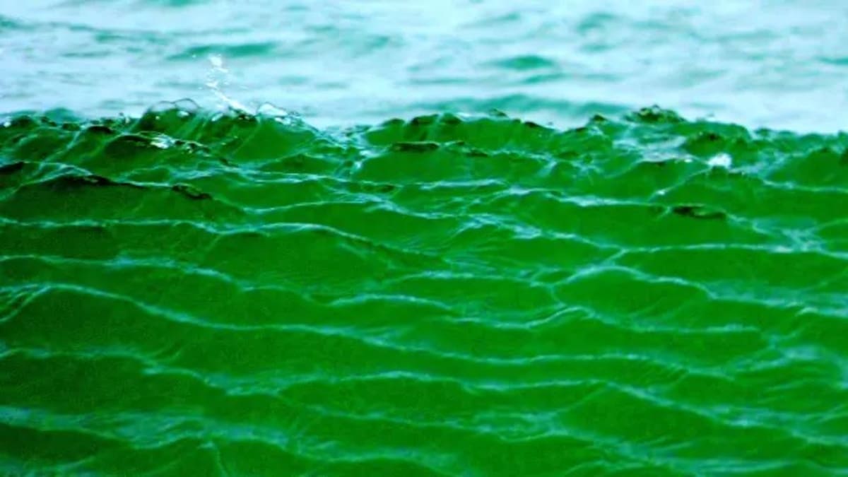 Playa de El Saler, Valencia. Foto: Salomé Bielsa. CC BY-NC-SA 2.0.Vía 20 Minutos.