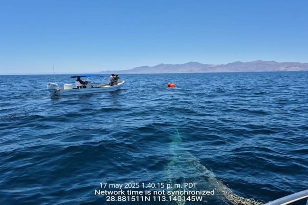 Marina, PROFEPA y CONAPESCA, rescatan y liberan a una ballena jorobada en aguas del Golfo de California