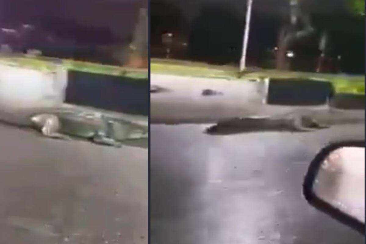 VIDEO: Captan a enorme cocodrilo paseando por avenida de Villahermosa, Tabasco