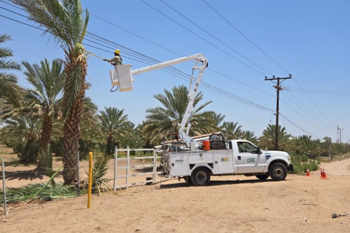 CFE despliega operativo de poda de árboles en Mexicali y el Valle para prevenir apagones