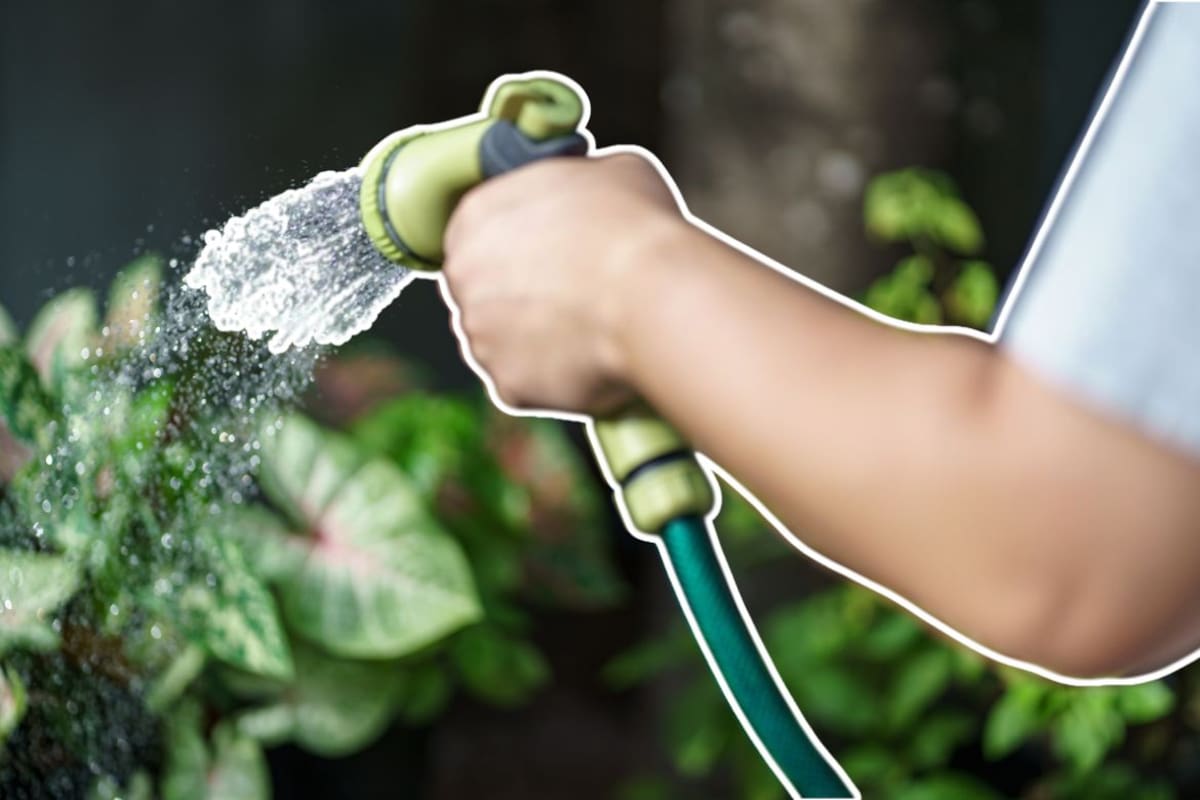 ¿Cada cuánto debes regar tus plantas en verano para evitar que mueran por el calor y cómo saber si les falta o les sobra agua?