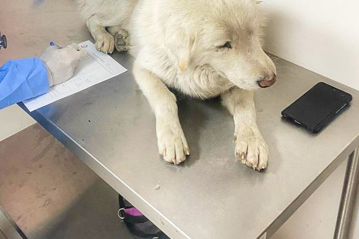 Realizarán zumbatón con causa en apoyo a rescatistas de animales