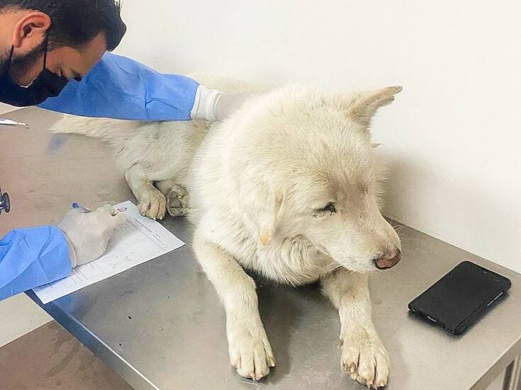 Realizarán zumbatón con causa en apoyo a rescatistas de animales