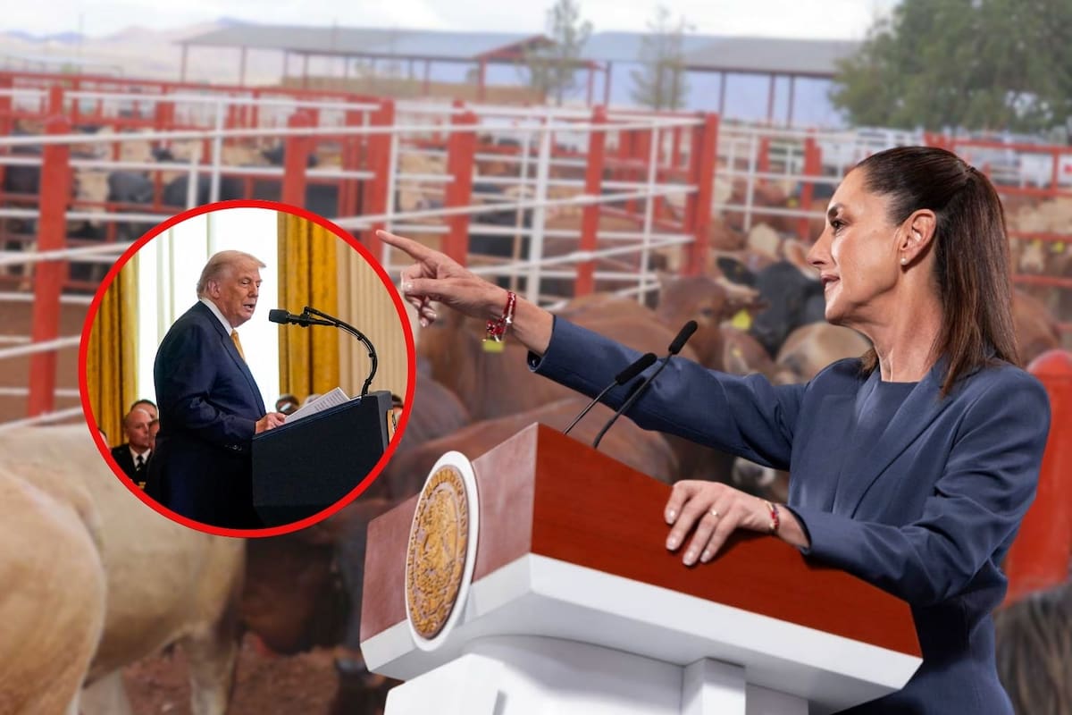 Hay “uso político” en cierre de la frontera de EEUU a importación de ganado mexicano: Sheinbaum