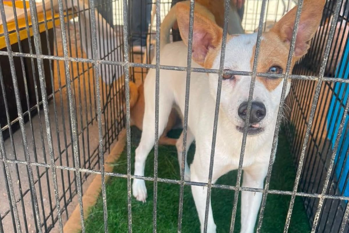 Bazar con Causa en Playas de Tijuana tendrá adopciones y artesanías