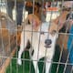 Bazar con causa en Playas tendrá adopciones este sábado