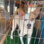 Bazar con Causa en Playas de Tijuana tendrá adopciones y artesanías