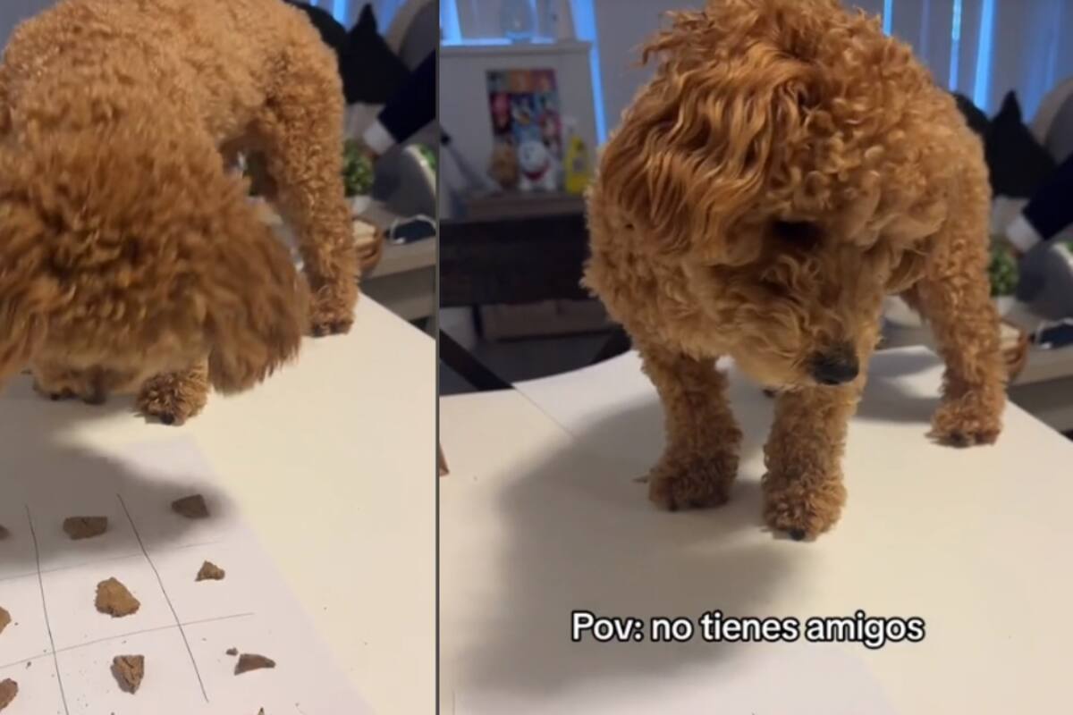 Joven se vuelve viral al mostrar la forma en la que juega al ‘gato’ con su perro