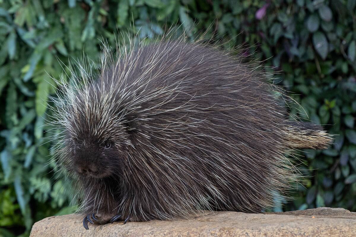 Zoológico de San Diego realiza cesárea a puercoespín