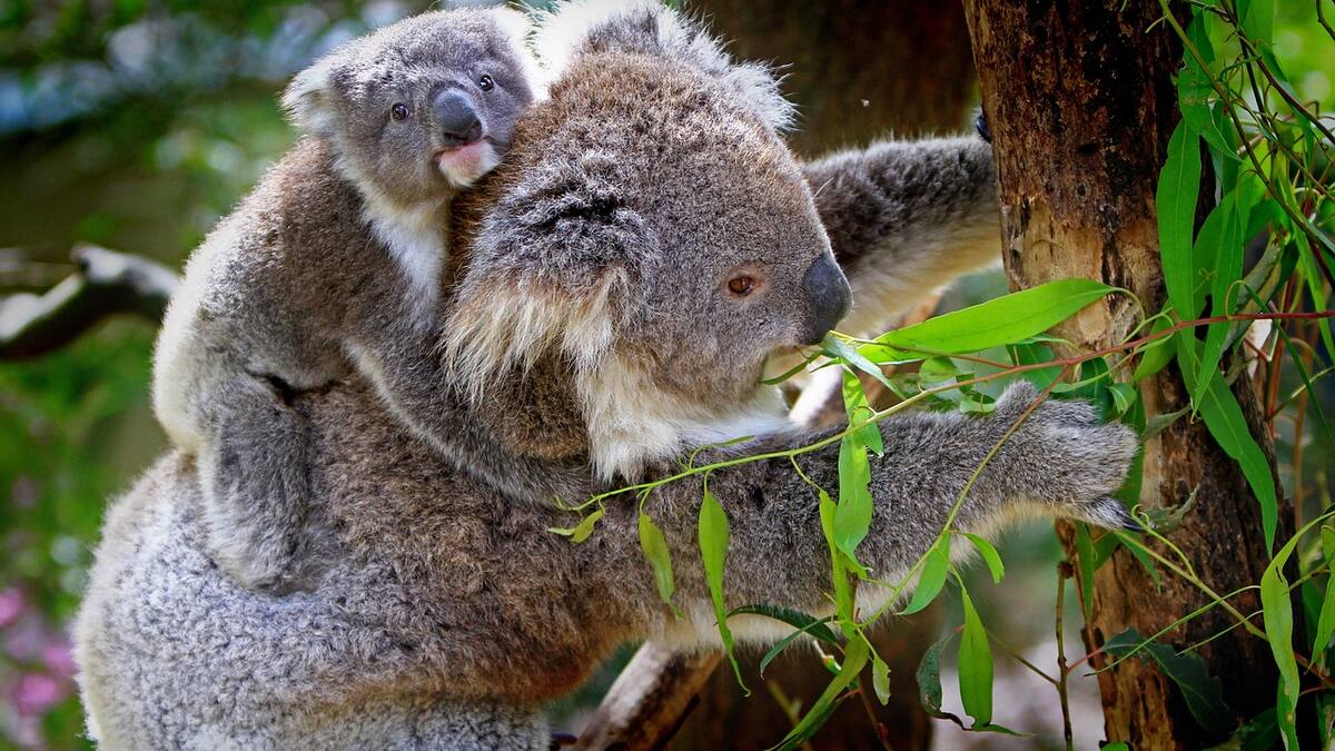 Histórico: Australia lanza la primera vacuna para koalas contra la clamidia