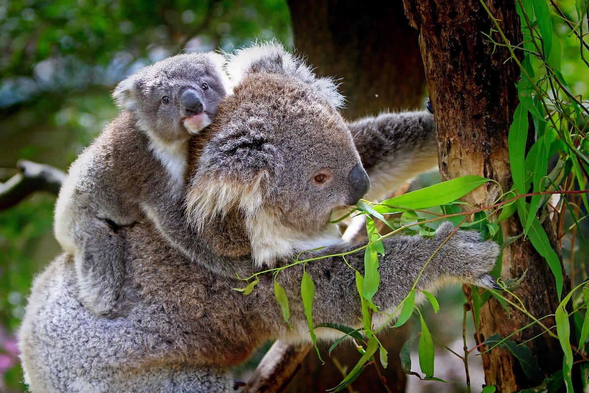 Histórico: Australia lanza la primera vacuna para koalas contra la clamidia