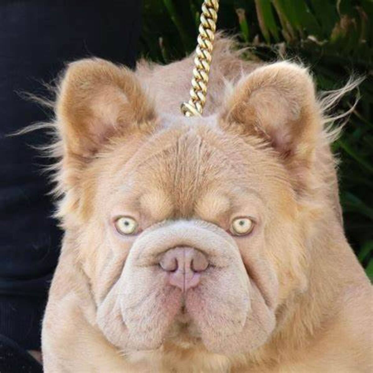 Rope Daddy, el bulldog francés que cuesta 120,000 dólares