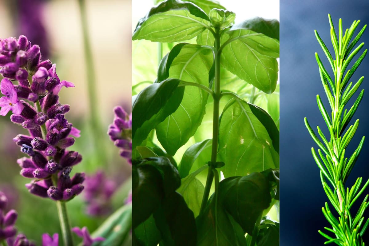 Estas son las plantas que se usan para limpiar y proteger el hogar